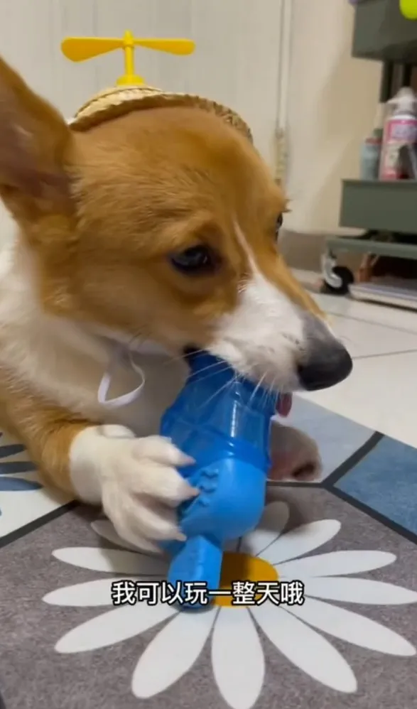 柯基專心啃冰棒。TikTok@chinchin_hihi 提供
