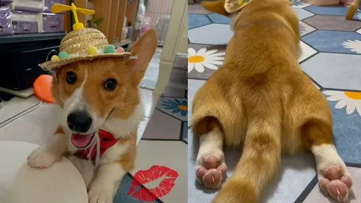 到底是魯夫風還是哆啦A夢？短腿柯基拚了　瞪眼狠勁太萌了