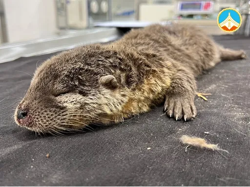 水獭被咬死「胸腹大出血」陈尸马路 凶手现形!