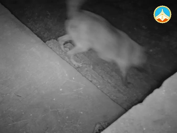 水獺驗屍報告，確認遭犬隻攻擊所致。翻攝金門縣政府建設處臉書粉專