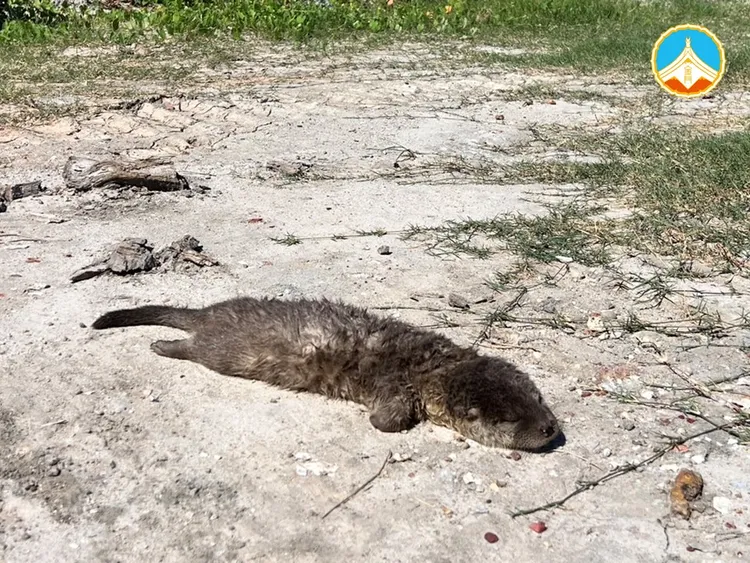 水獺活活被狗咬死，胸腹大出血陳屍馬路。翻攝金門縣政府建設處臉書粉專