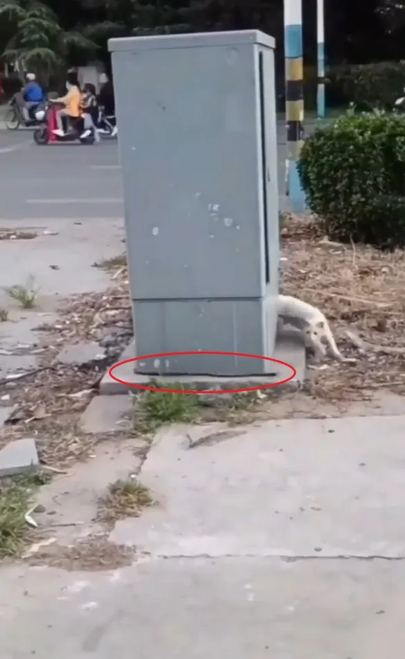 貓咪一直在繞圈圈，追自己身上的鍊子。IG @miiyav_tv 提供