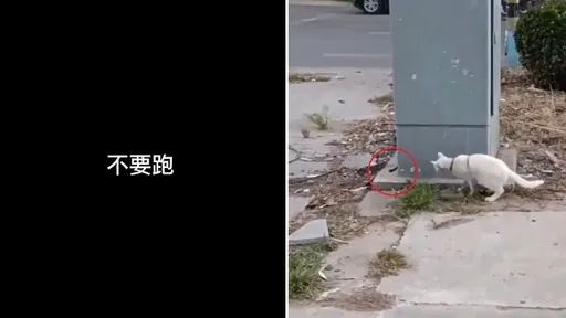 唉呀!就是抓不到 追追追看了頭好暈喔