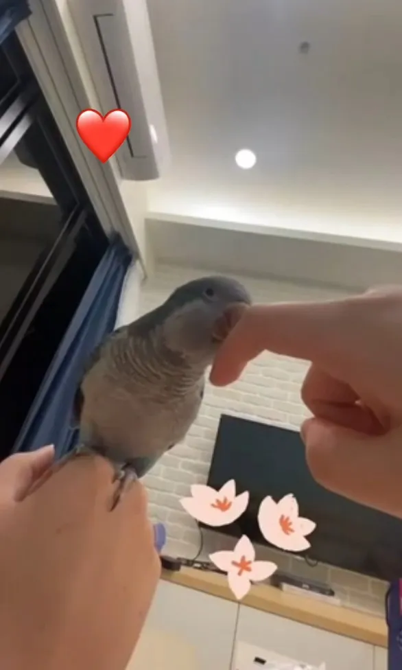 不是只有貓狗會撒嬌,討摸的和尚鸚鵡。FB粉專：《文鳥妹妹》提供