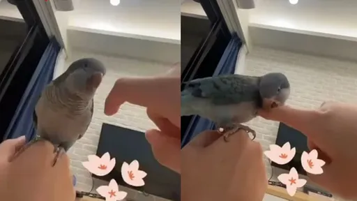 他用和尚鸚鵡蹭那根 笑得好開心