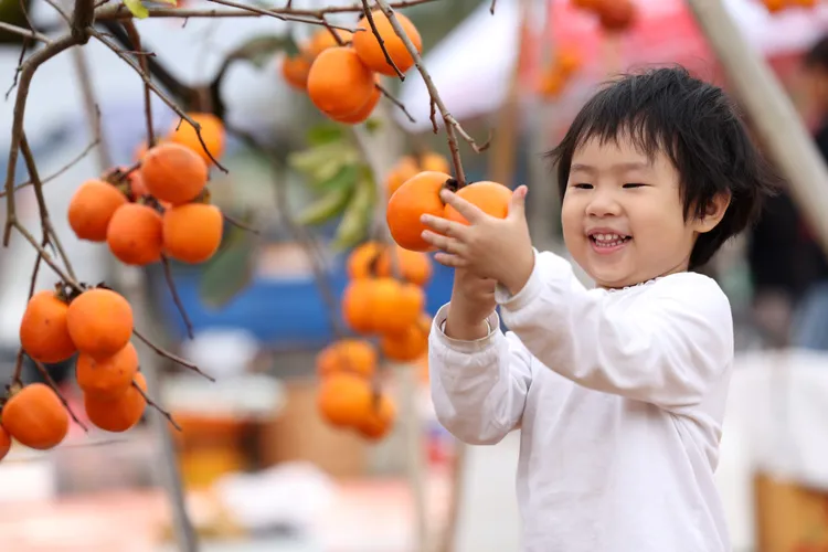一名兒童在福建寧德體驗採柿子。新華社