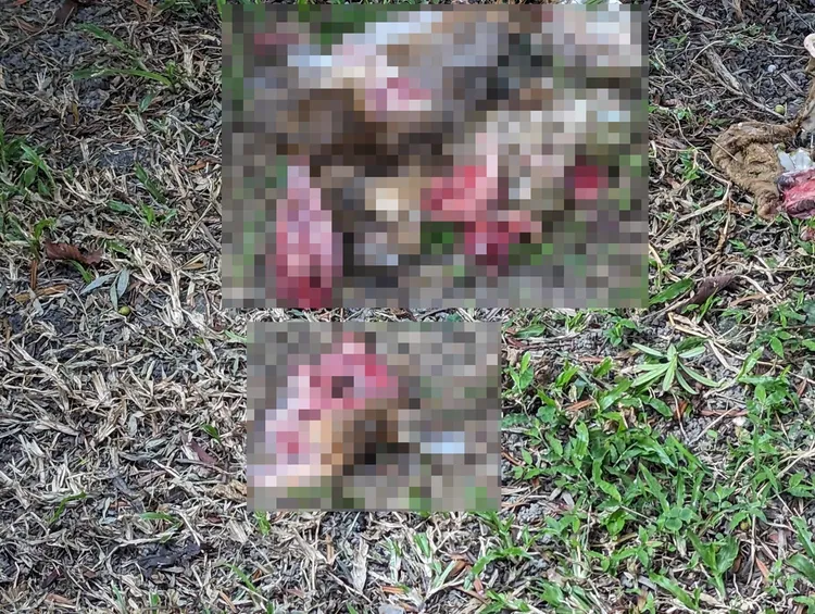 現場不只一隻山羌屍體。民眾提供