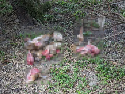 新店犬隻分屍逆轉！初判不是狗　尋獲2頭顱...兇手將罰30萬