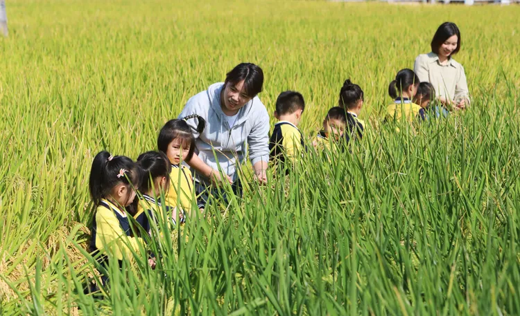 浙江台州一所幼稚園學童跟著老師認識糧食。新華社