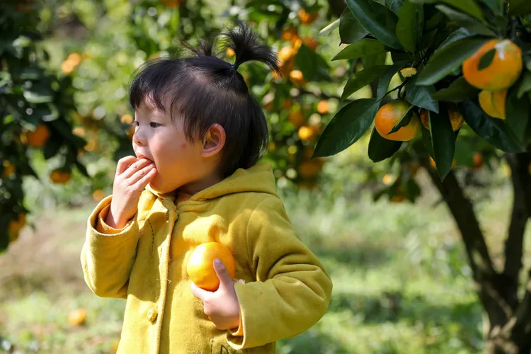 貴州開陽一名幼童吃著剛採收的柑橘。路透社