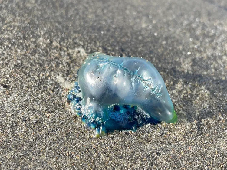 有民眾在龍鳳漁港也發現僧帽水母。翻攝自新竹大小事臉書