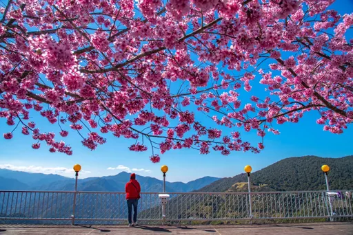 北橫風景攝影比賽揭曉 「天櫻晴空眺望」、「角板山梅花蝶影」分獲金賞獎