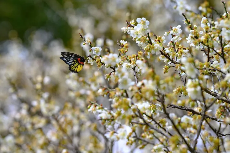 《角板山梅花蝶影》獲網路平台組金賞獎。風管處提供