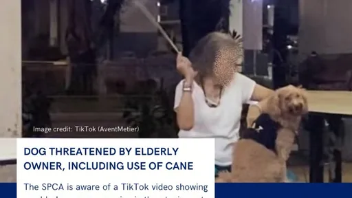 毛小孩無辜小臉超揪心 星國大媽揮藤條嚇唬狗狗掀網怒