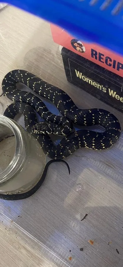 男子以為是無毒性的鑽石蟒，結果是有毒的盔頭蛇。翻攝臉書/ozstylereptile