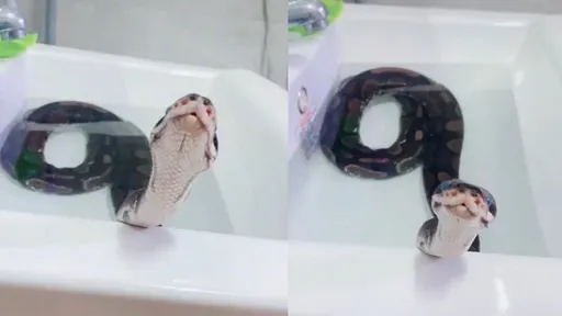 蛇脫皮前要先泡水　你不知道的小秘訣