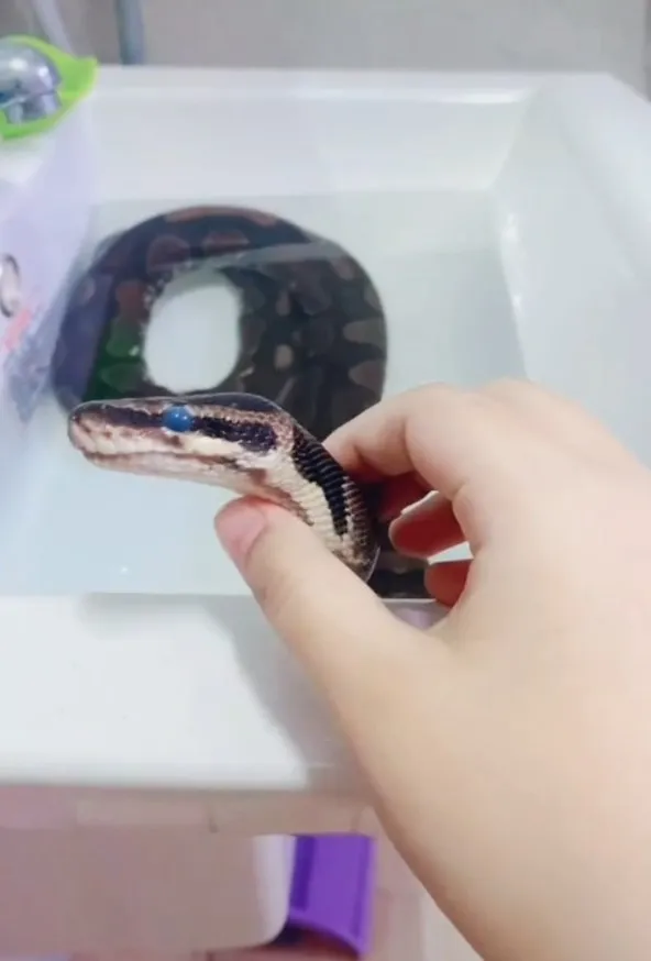 蛇準備蛻皮時，外皮變乾燥和黯淡，覆蓋眼睛混濁導致眼睛不透明或呈藍色。TikTok@pang2ballpython / IG：pang2_ballpython