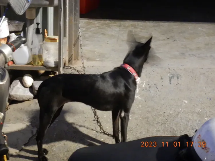 闖禍的黑狗。民眾提供