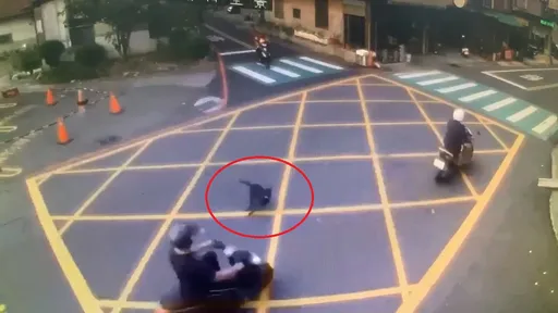 闖禍片|黑狗衝路口害摔車還「肇逃」 飼主慘了!不只罰錢還得負擔這費用