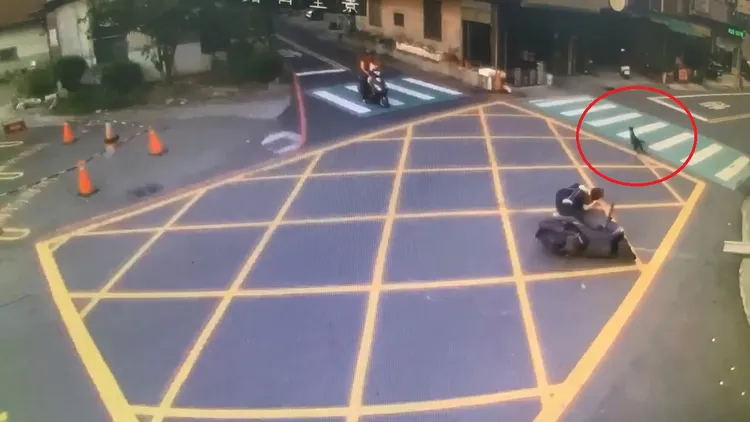 黑狗害騎士摔傷後，往路邊跑去。民眾提供