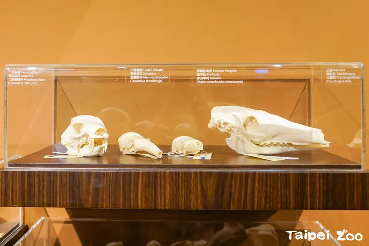 瀕危物種故事展示區明年完工，團團標本將首度亮相。動物園提供