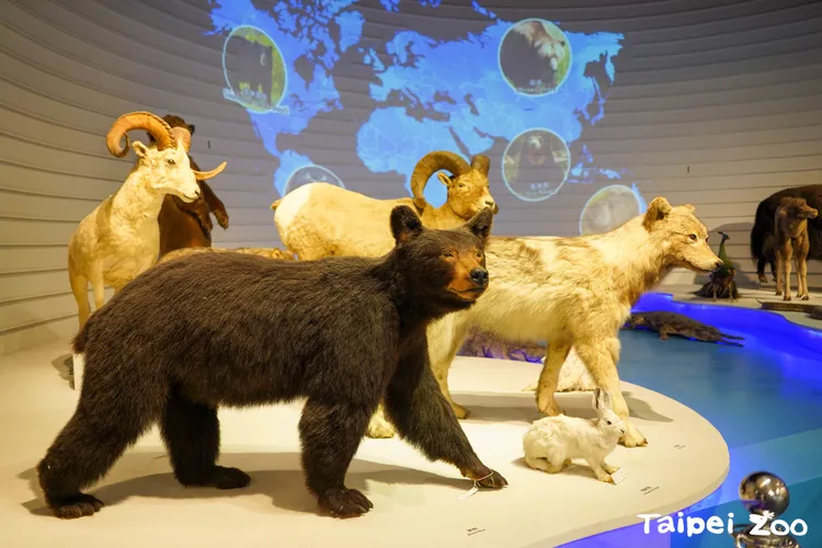 瀕危物種故事展示區明年完工，團團標本將首度亮相。動物園提供