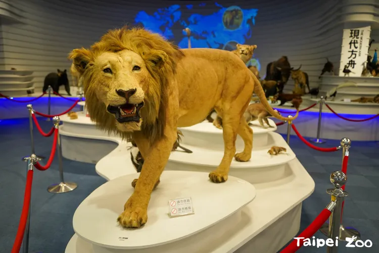 瀕危物種故事展示區明年完工，團團標本將首度亮相。動物園提供