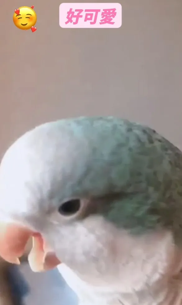 和尚鸚鵡學人類說好〝敲可愛〞。FB粉專：《文鳥妹妹》提供