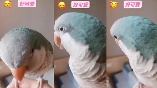 呵呵呵!這是一支「好可愛」的鳥影片