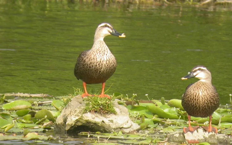 大樹舊鐵橋濕地的花嘴鴨。水利局提供