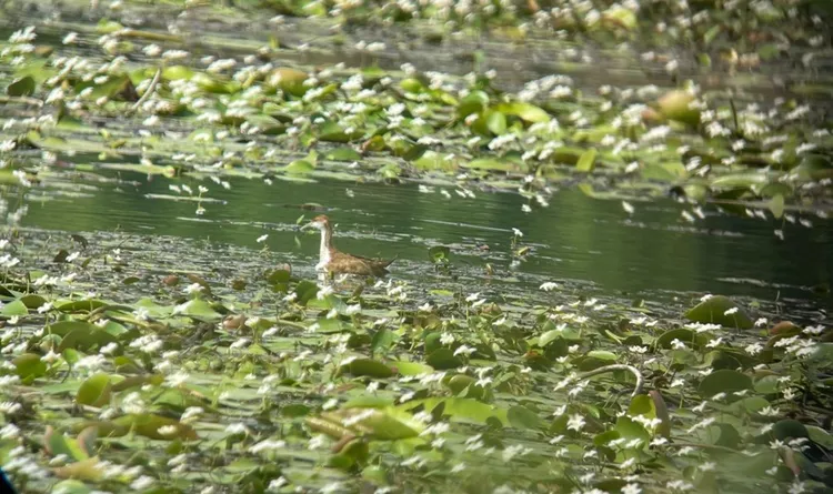 大樹舊鐵橋濕地的水雉。水利局提供