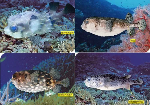 河豚無解毒劑!常見5中毒症狀 呼吸衰竭死亡率61%