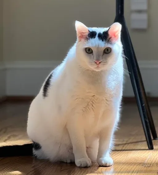 要把4愛貓接回台灣！　蕭美琴晚間返美完成離職辦交接