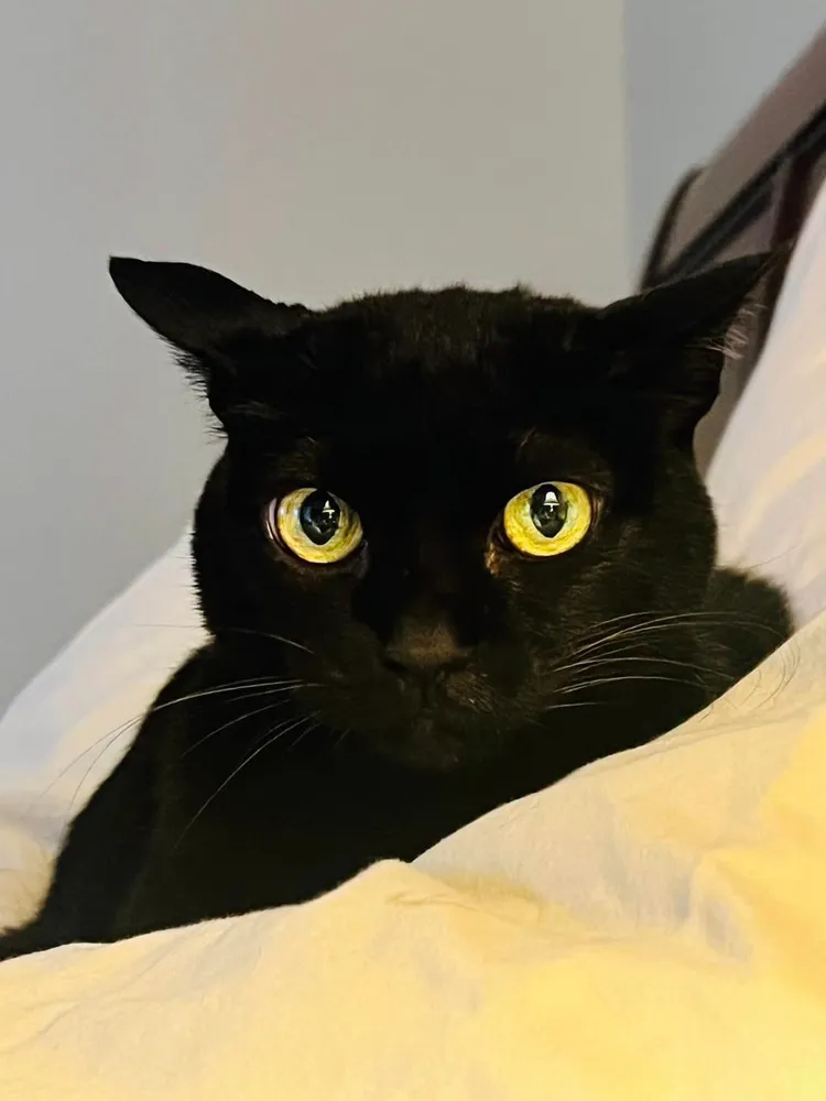 蕭美琴曬貓讓支持者直呼可愛。翻攝自蕭美琴臉書