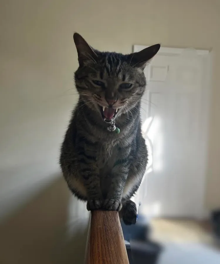 蕭美琴在臉書秀出貓咪。翻攝自蕭美琴臉書