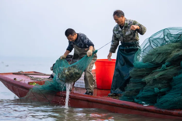 湖南益陽的蟹農在洞庭湖捕撈大閘蟹。新華社