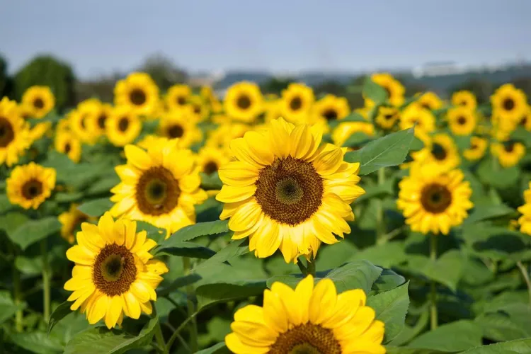 新社花海展出25萬株向日葵及廣達13.5公頃的各式花草。