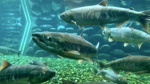 鮭魚博物館「沒有鮭魚」　日本鮭魚之鄉被高水溫擊潰了