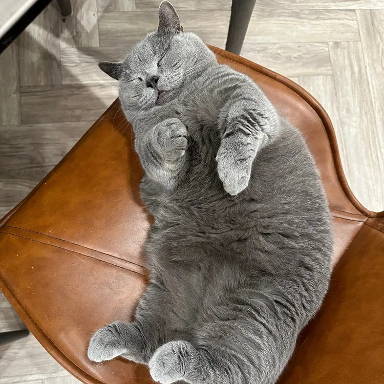 館長家的貓咪，模樣可愛。翻攝自飆捍臉書