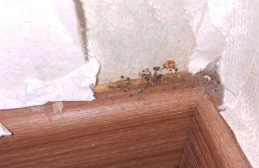 南韓臭蟲現蹤民眾恐慌：「不想坐地鐵」、「怕去電影院」