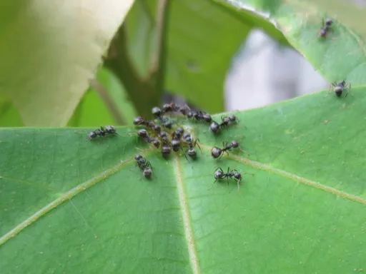 對抗琉璃蟻肆虐!竹市府加強投餌 啟動跨縣市共商防治合作