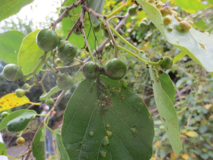 築巢在樹葉上的疣胸琉璃蟻。新竹市府提供