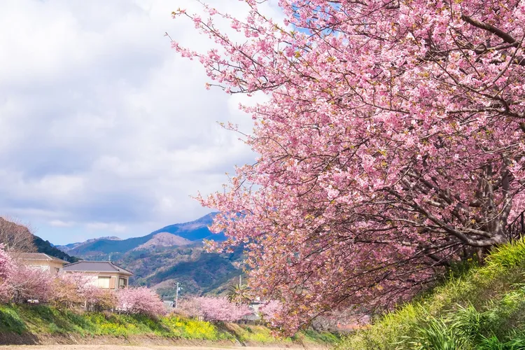 「福龍迎春遊沖繩4日」搭星宇搶先賞櫻。五福旅遊提供