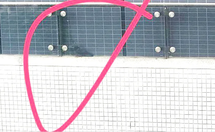 鴿子站在橫桿不小心掉落外牆玻璃狹縫，找不到出口脫困，拼命掙扎也插翅難飛。動保處提供