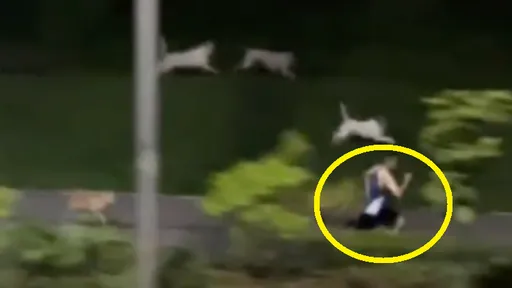 影片曝光！「七狗幫」追嚇路跑者　網驚：他已經跑得這麼快了