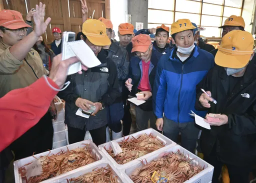 日本冬季美食「松葉蟹」來了! 本季首次競拍一隻60萬元台幣
