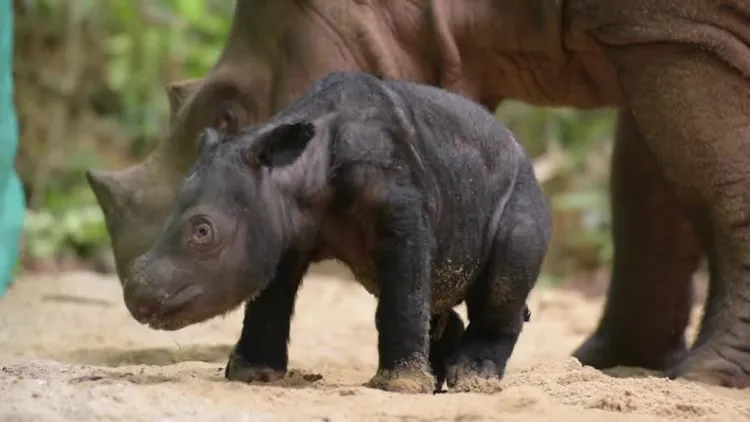 它是印尼今年出生的第二隻蘇門答臘犀。路透社