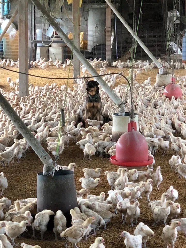 養雞業者說，工作犬可防鼠輩橫行，也能抵禦流浪犬或蛇類入侵。動報處提供