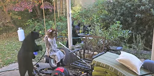 遭3隻黑熊包圍「她」保持鎮定　被摸頭髮仍保持不動