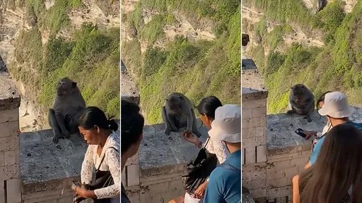 猩球崛起？猴子偷手機「逼人類拿食物來贖」　影片驚呆千萬網友